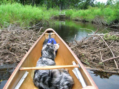 dog in canoe