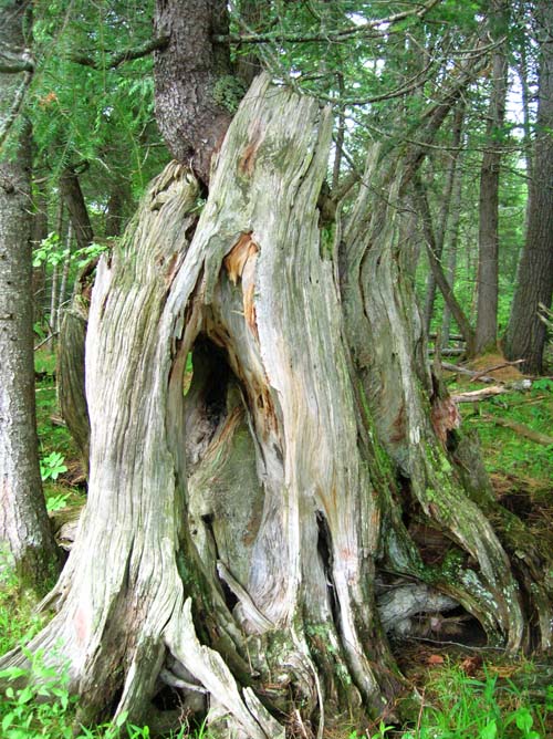 old stump old stump