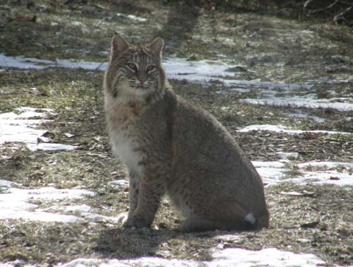 bobcat